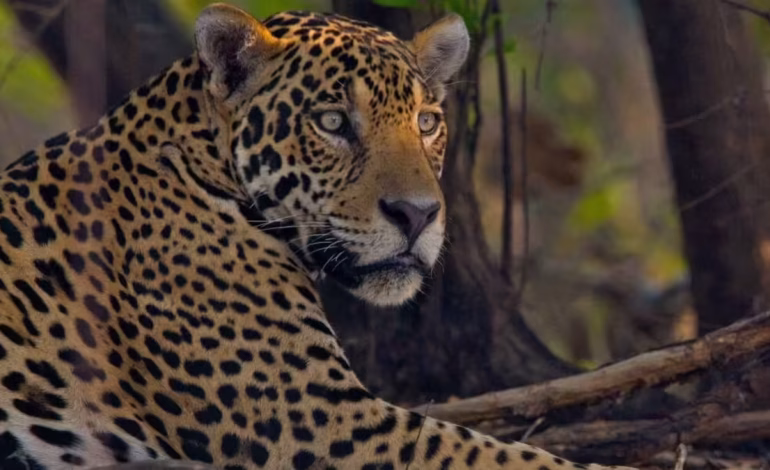 Director de CVC; ¿Qué fondos se tomarán?

 – Primer plano