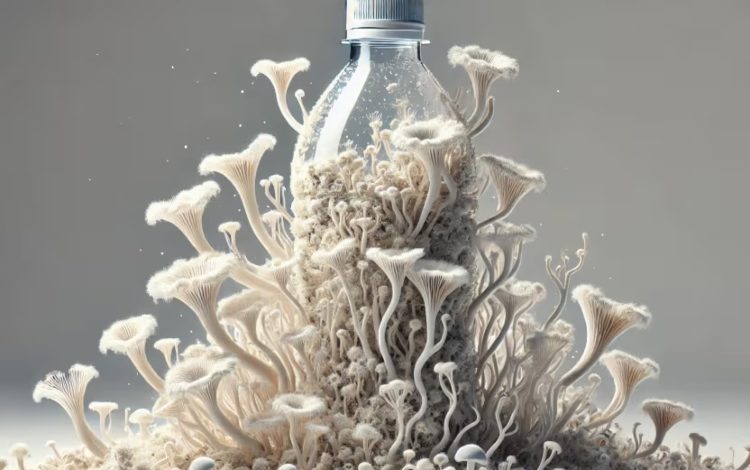 Plástico comestible producido con champiñones a partir de desechos industriales

 – Primer plano