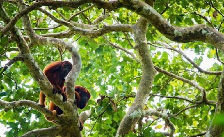 Tendrá más de 60,000 participantes y delegaciones de 17 países
– Primer plano