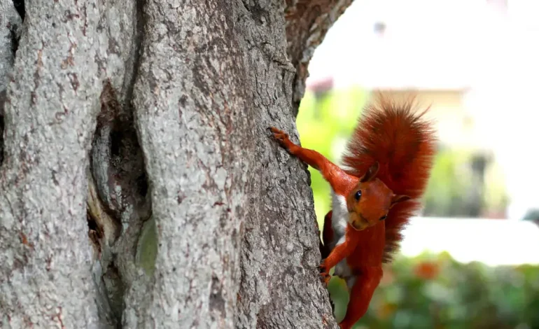 Es un patrimonio COP16; La ciudad volverá a ser un epicentro con una delegación de 17 países

 – Primer plano
