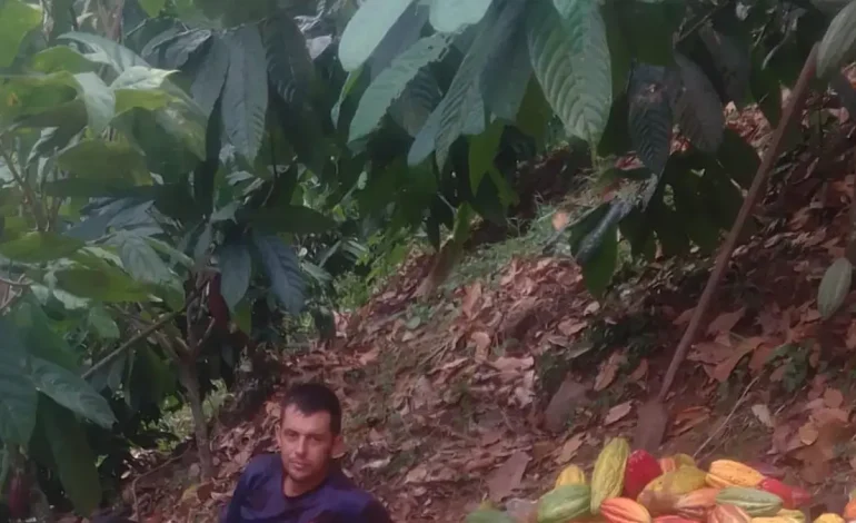 Exportar 50 toneladas de cacao premium de César a Gran Bretaña impulsa la economía rural
– Primer plano