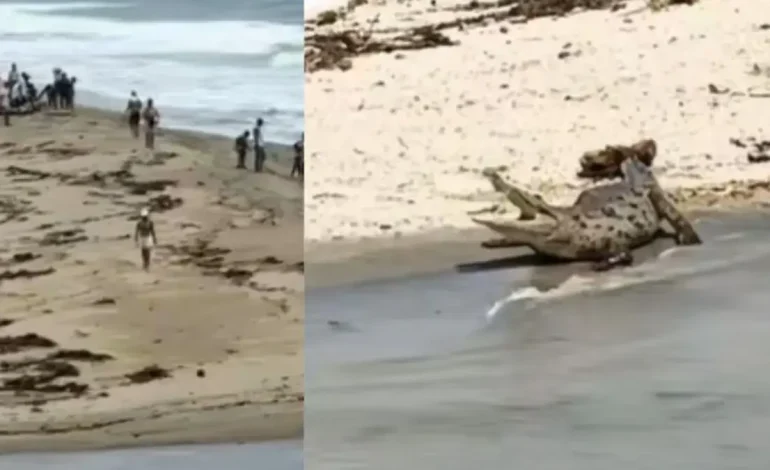 ¡Atención! No debes nadar en el río Piedras, la casa de Gadów

 – Primer plano