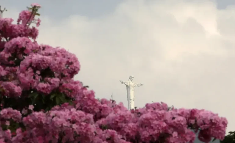 En las imágenes, los guayacanes rosados ​​decoran las calles de todos: más de 17,000 árboles florecieron en la capital de Valle del Cauca

 – Primer plano