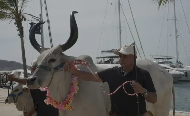 Con la subasta frente al mar, Fedegán celebrará 500 años de animales de granja colombianos
 – Primer plano