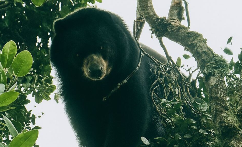 En las zonas rurales de la palmira, el campesino logró ver los ojos de los vasos del oso, la especie amenazó con extinción

 – Primer plano