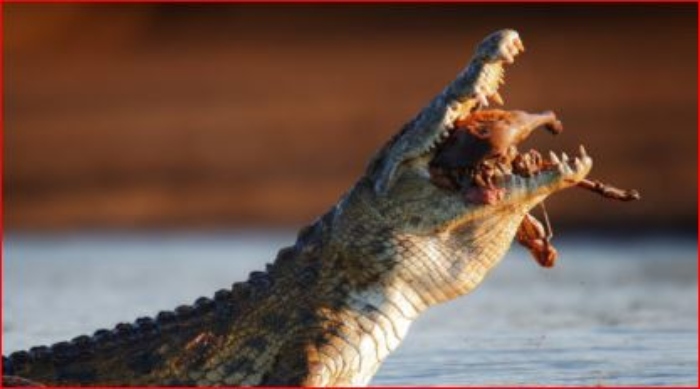 Kostensuchus encontrado en la Patagonia, este era este cocodrilo

 – Primer plano