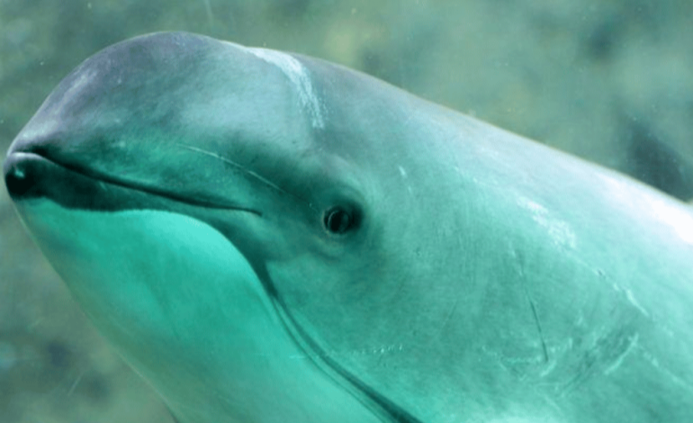 Día Internacional de Vaquita Marina: una especie al límite, una responsabilidad compartida

 – Primer plano