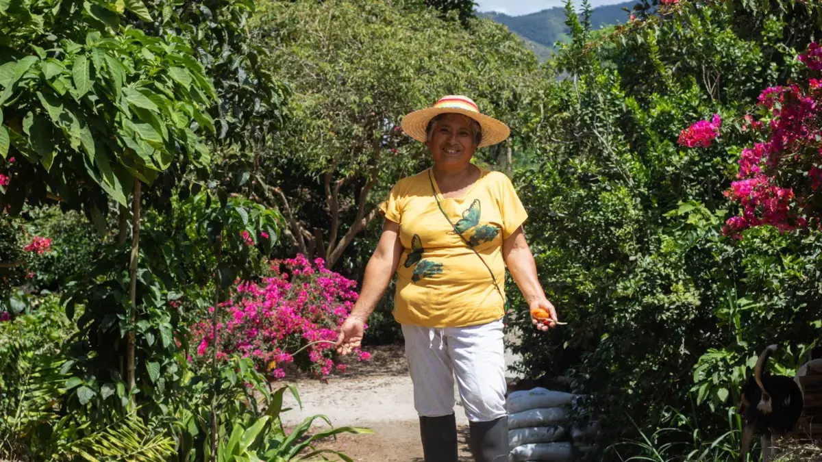 La sabiduría innata del campesino en Nariño la llevará a Japón lejano, con su exitosa experiencia de «bosque comestible»

 – Primer plano