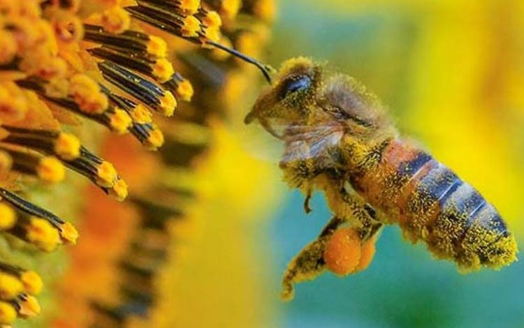 Superalimento creado para salvar abejas

 – Primer plano