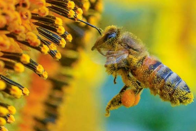 Superalimento creado para salvar abejas

 – Primer plano