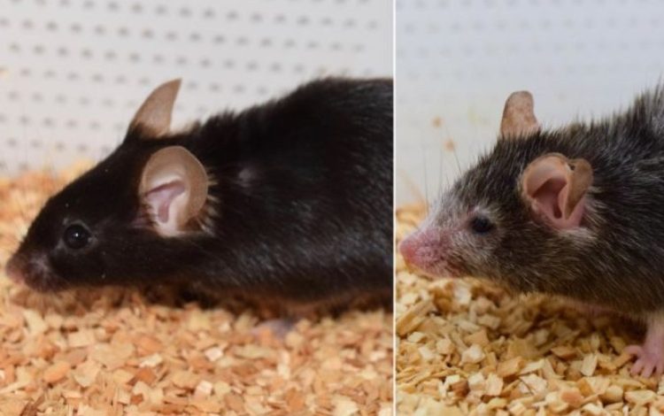 Los científicos logran extender la vida útil de los ratones 33%

 – Primer plano