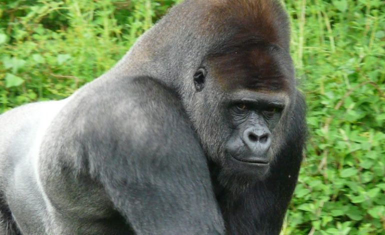 Día del Gorilla Mundial 2025: una fecha para proteger al gigante del bosque

 – Primer plano