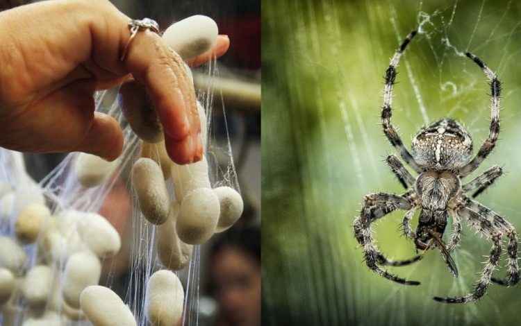 Los científicos logran incluir genes de araña en Seidenrautzeer

 – Primer plano