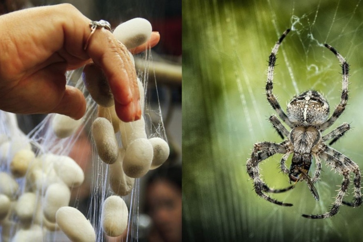 Los científicos logran incluir genes de araña en Seidenrautzeer

 – Primer plano
