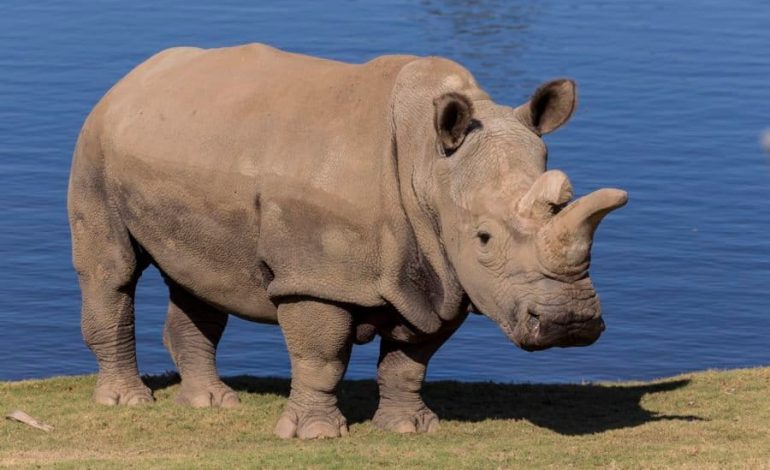 Día del Rhino Mundial 2025: Un llamado urgente para proteger una especie antigua

 – Primer plano