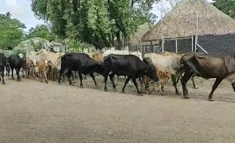 Abigigigeato se está desbordando y la logística penal se impone antes de las autoridades débiles

 – Primer plano