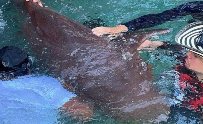 Un tiburón atrapado atacó a un turista de 14 años en el islote de San Bernardo, en la zona insular de Cartagena, y le hirió gravemente la mano

 – Primer plano