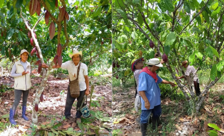 Asociación de comunas de cacao de la región

 – Primer plano