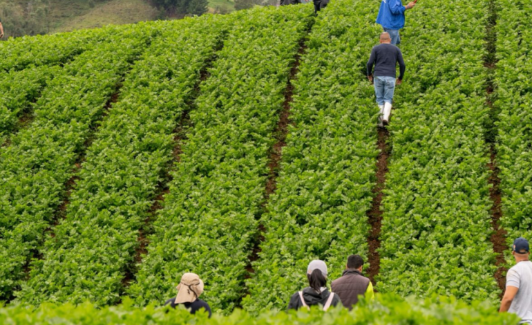 Antioquia recuperó más de 900 toneladas de alimentos en cinco meses para luchar contra el hambre en la sección

 – Primer plano