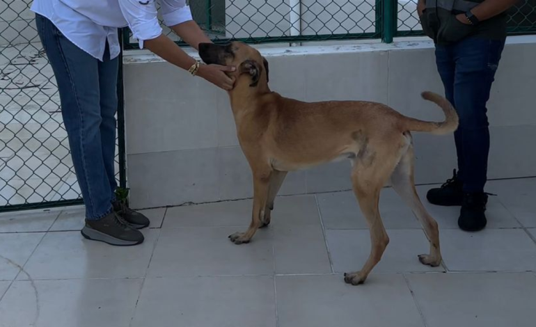 “Hulk”, la historia de una frase modelo

 – Primer plano