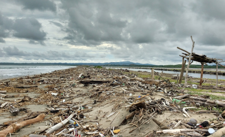 Según la Universidad de Los Ángeles, la madera flotante almacena carbono azul

 – Primer plano