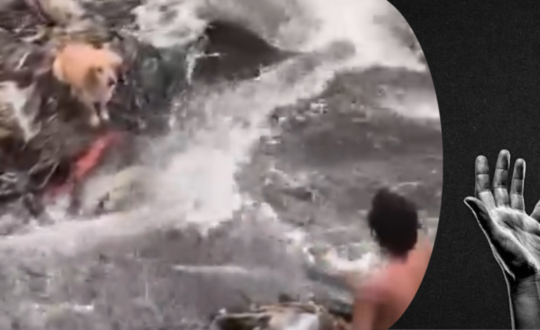 Jóvenes héroes rescatan a un perro atrapado en el río Otún en Pereira

 – Primer plano