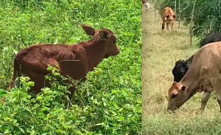 una nueva línea genética, que marca un hito en la cría de animales
 – Primer plano