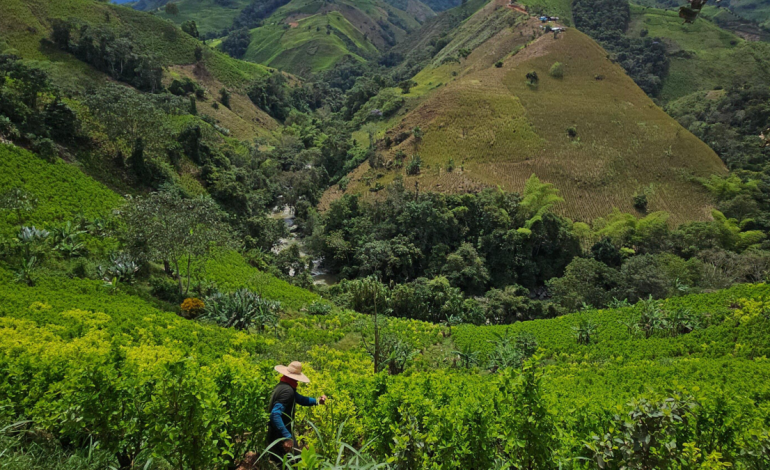 disidentes cobran ‘impuesto’ por minería, si no hay pago secuestran; preocupan amenazas y destierros – Primer plano