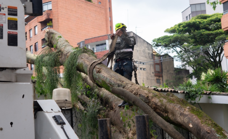 «El árbol parece haber sido talado con un hacha grande; el muro y la valla lo detuvieron, de lo contrario habría destruido la casa.

 – Primer plano