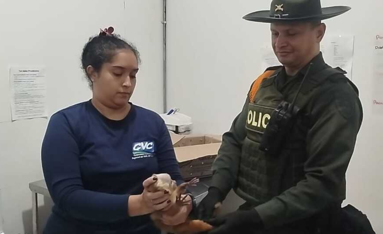 Salvan la vida de un primate que estaba en un buzón luego de ser transportado en un bus intermunicipal en Cali: se sabe

 – Primer plano