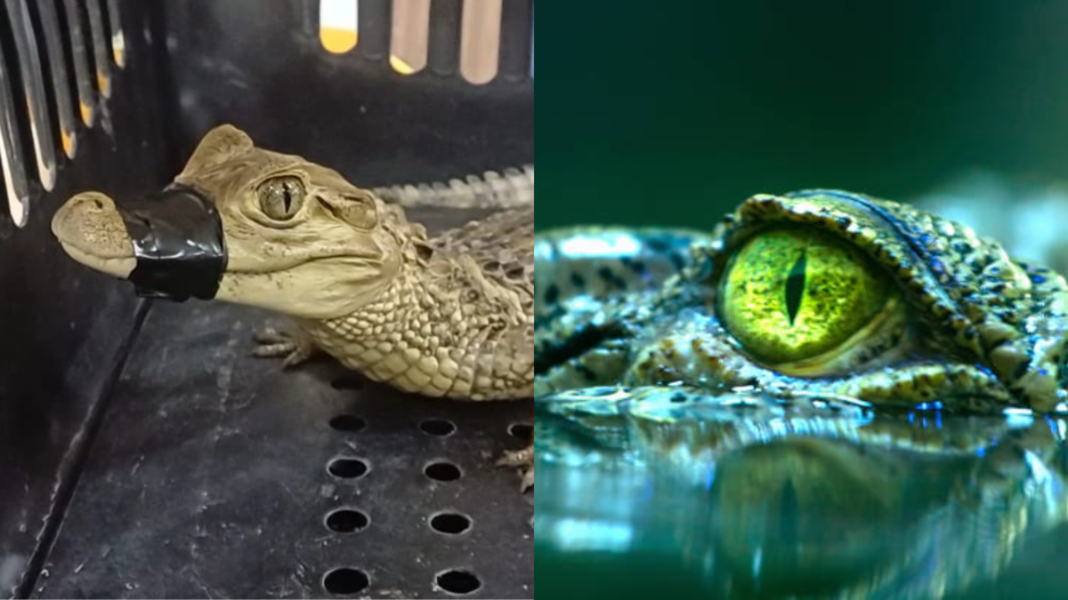 El descubrimiento causó asombro en la sociedad.

 – Primer plano