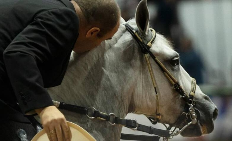 una semana con los campeones del trote, galope, trocha y paso fino
 – Primer plano