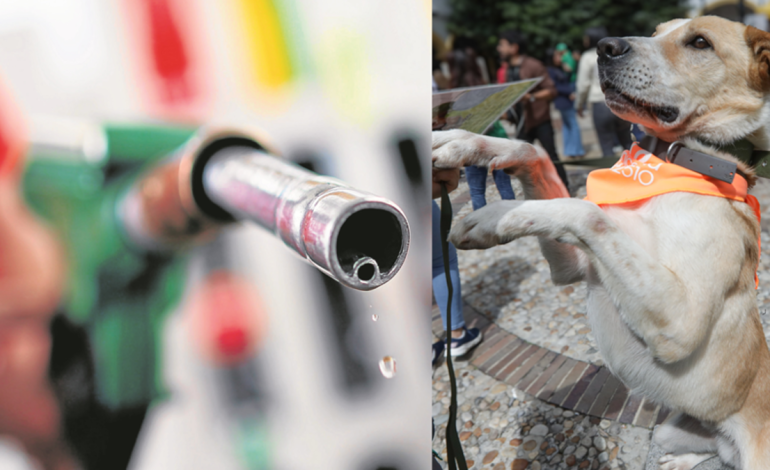 una alianza entre el Gobierno del Valle y la Unión Petrolera para ayudar a los animales indefensos

 – Primer plano