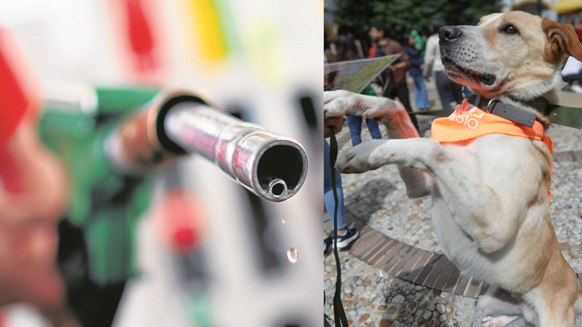 una alianza entre el Gobierno del Valle y la Unión Petrolera para ayudar a los animales indefensos
 – Primer plano