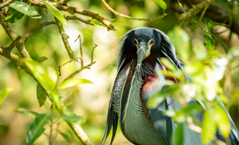 La garza Agamí, endémica de los manglares de Córdoba y Sucre, será el símbolo de los Juegos Nacionales 2027.
 – Primer plano