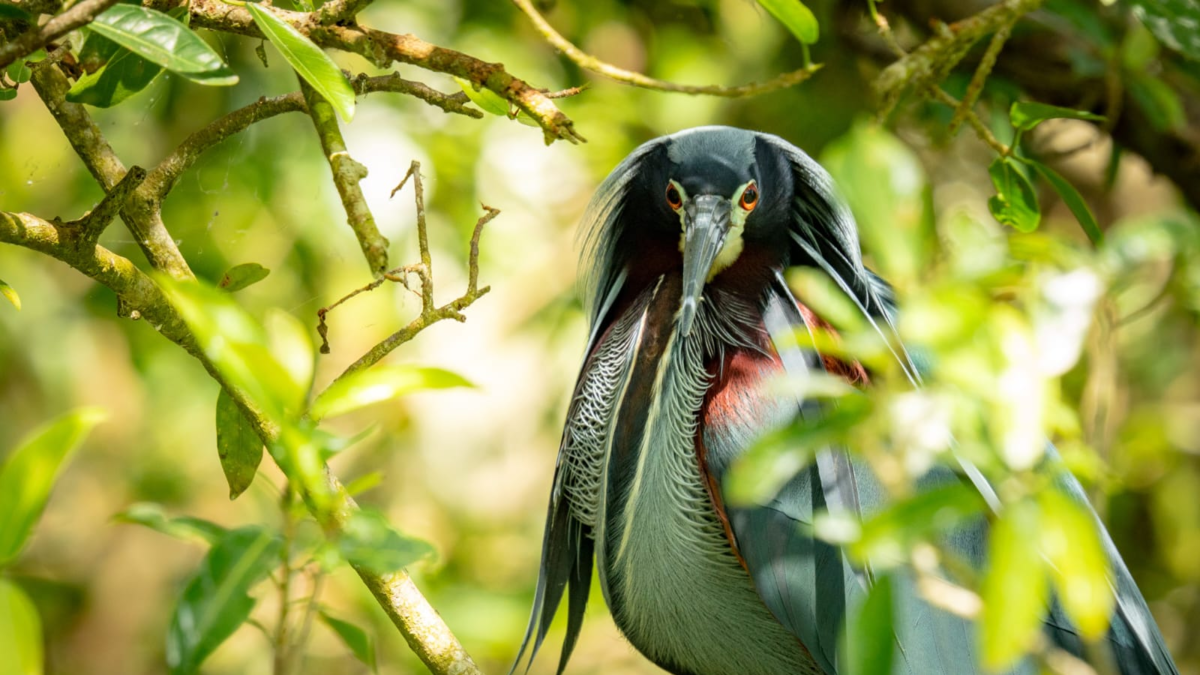 La garza Agamí, endémica de los manglares de Córdoba y Sucre, será el símbolo de los Juegos Nacionales 2027.
 – Primer plano