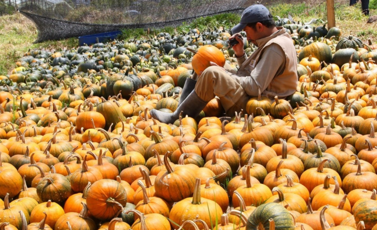 ¿De dónde vienen las calabazas colombianas de Halloween? El pequeño pueblo de Boyacá, que produce gigantescas ahuyamas para estas fechas
 – Primer plano