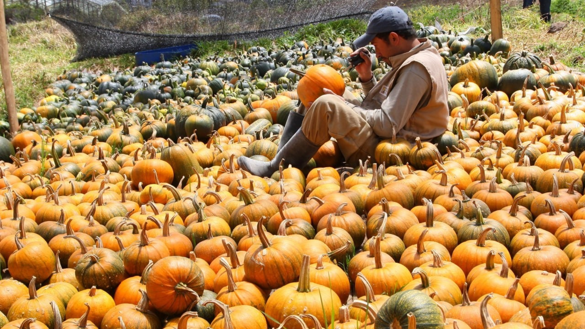 ¿De dónde vienen las calabazas colombianas de Halloween? El pequeño pueblo de Boyacá, que produce gigantescas ahuyamas para estas fechas
 – Primer plano