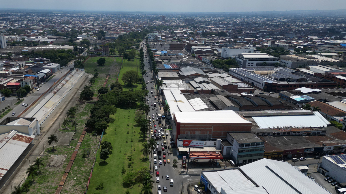 Así va el convenio entre la Alcaldía de Cali y la Comuna 3 para reubicar 71 árboles de la calle 25 para desfiles de feria.
 – Primer plano