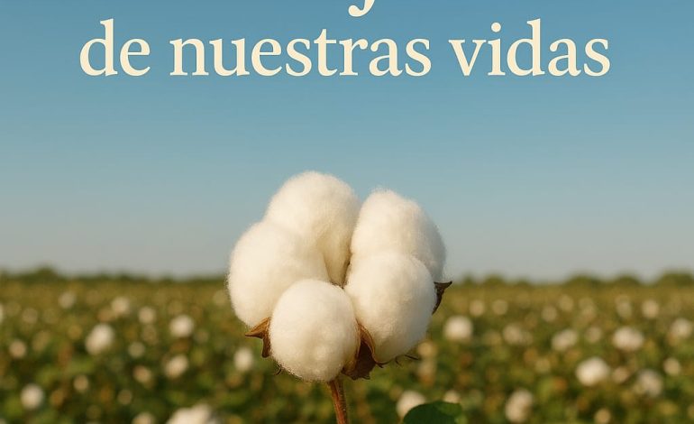 Día mundial del algodón: la tela en nuestras vidas

 – Primer plano