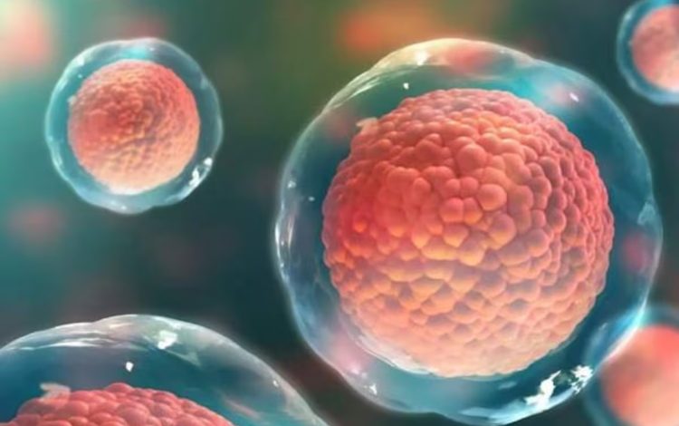 Los científicos crean huevos humanos a partir de células de la piel

 – Primer plano