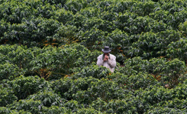 Petro propone a Washington exportaciones legales de cannabis y eliminación de aranceles agrícolas ante crisis

 – Primer plano