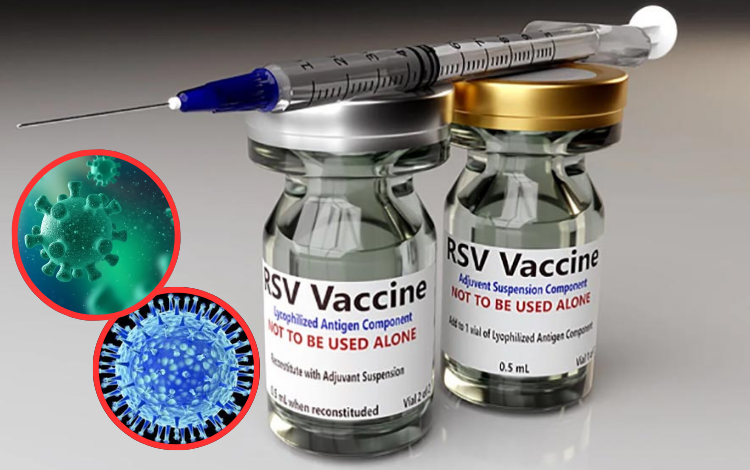 Desarrollan una vacuna monodosis que protege contra múltiples cepas del virus H5N1

 – Primer plano