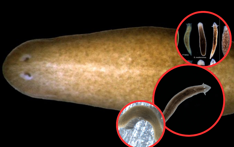 El Gusano Inmortal: Científicos revelan cómo regenera su cabeza y todo su cuerpo
 – Primer plano