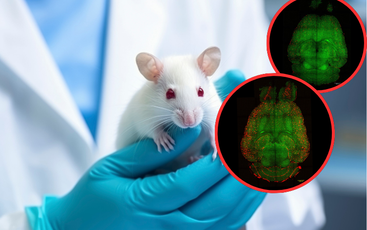 Utilizando nanopartículas consiguen revertir la enfermedad de Alzheimer en ratones

 – Primer plano