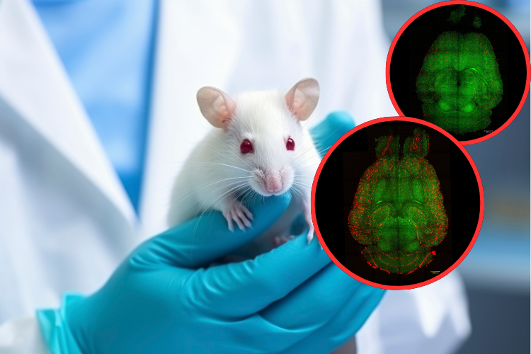 Utilizando nanopartículas consiguen revertir la enfermedad de Alzheimer en ratones

 – Primer plano