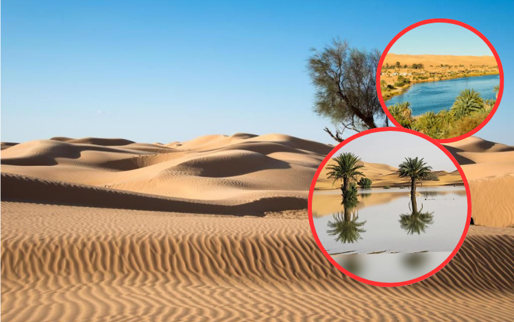 El Sahara es cada vez más húmedo: los científicos predicen un aumento del 75% en las precipitaciones
 – Primer plano