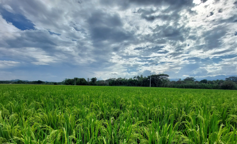 En el Valle, científicos han desarrollado una nueva variedad de arroz resistente a herbicidas para Colombia y países de América Latina: ¿cómo lo lograron?

 – Primer plano