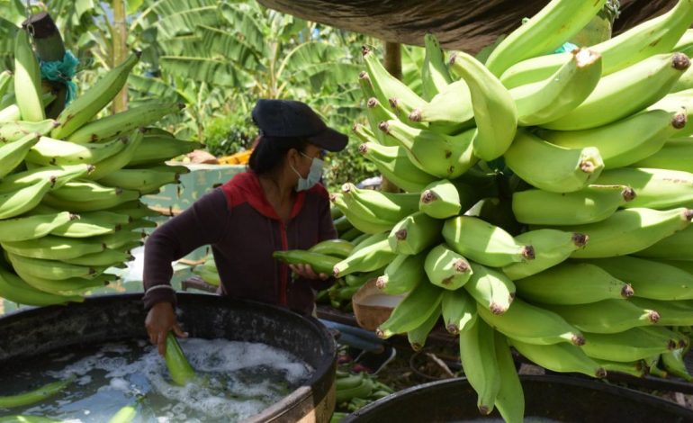 Gremio bananero del Magdalena y La Guajira pide cautela en medio de crisis con Estados Unidos y advierte riesgos para el empleo rural en el Caribe

 – Primer plano