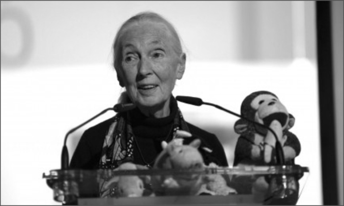 «Su sabiduría y compasión se mantendrán»: Jane Goodal Dog

 – Primer plano